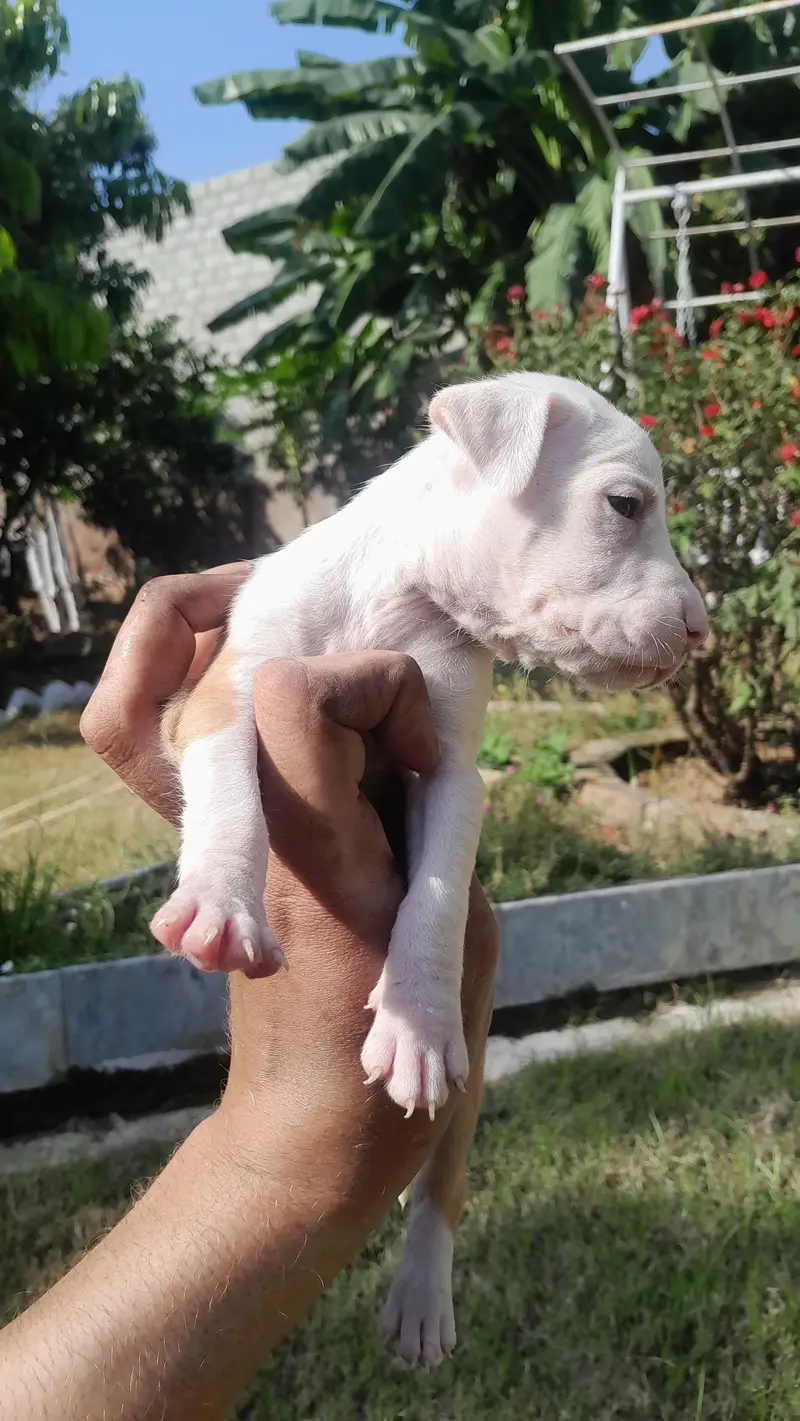 Pitbull male pupps — photo 2