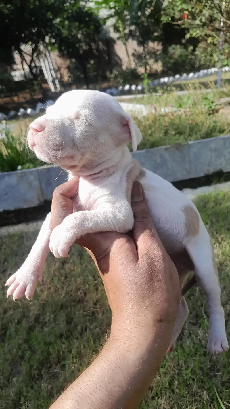 Pitbull male pupps — photo 3