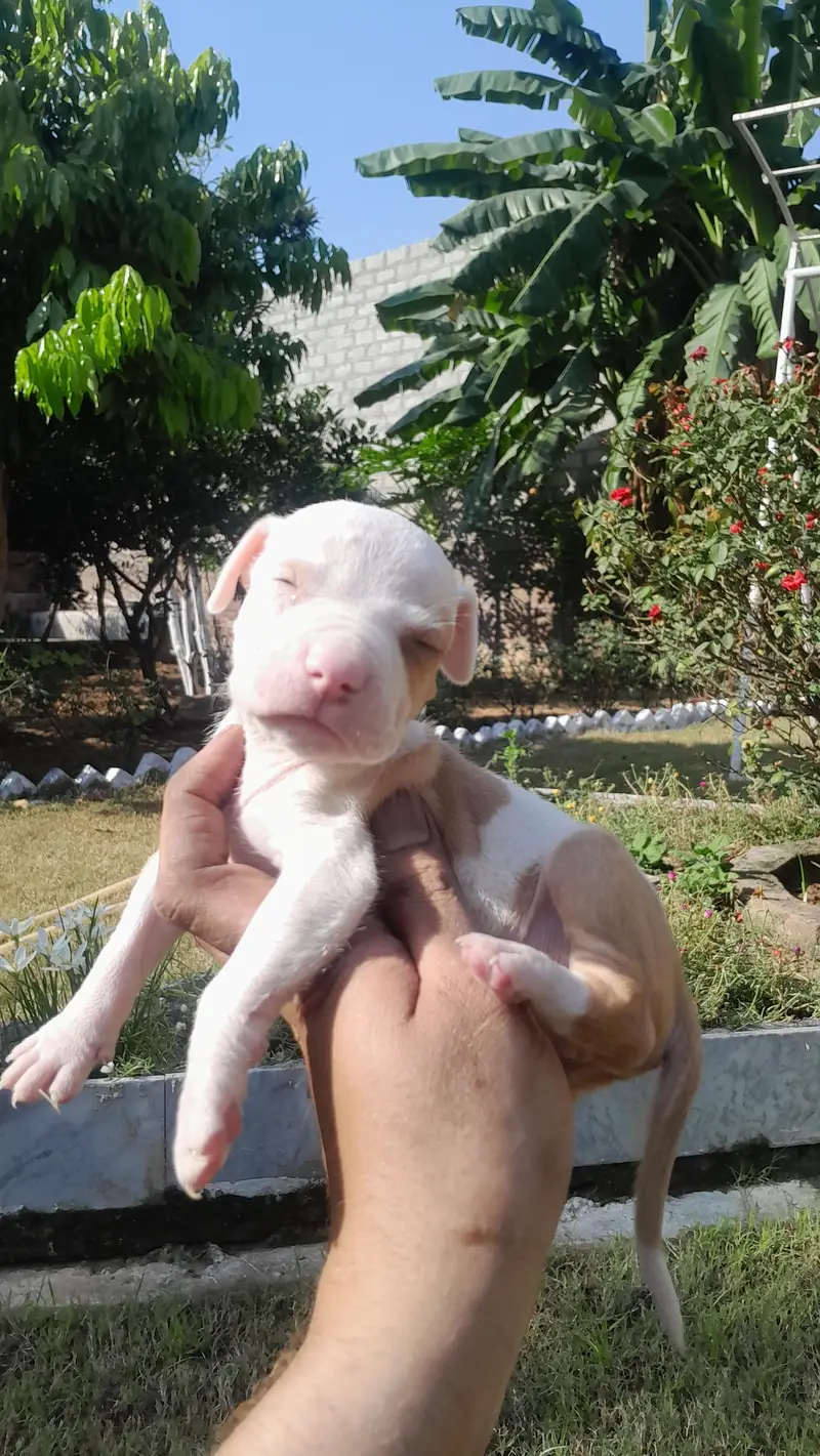 Pitbull male pupps — photo 4