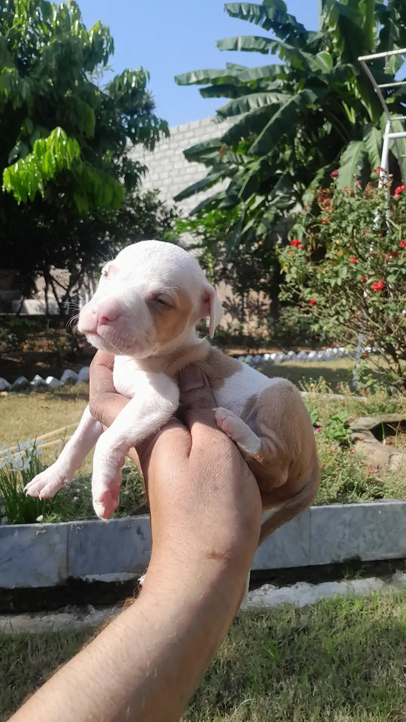 Pitbull male pupps — photo 5