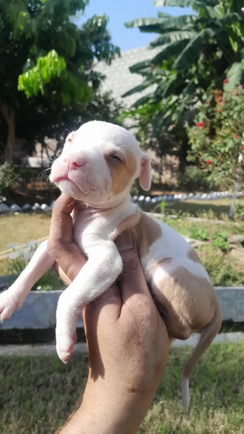 Pitbull male pupps — photo 6