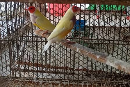 pastel fawn java & Gouldians