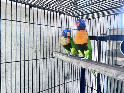 Breeder Setup of Exotic birds in season start