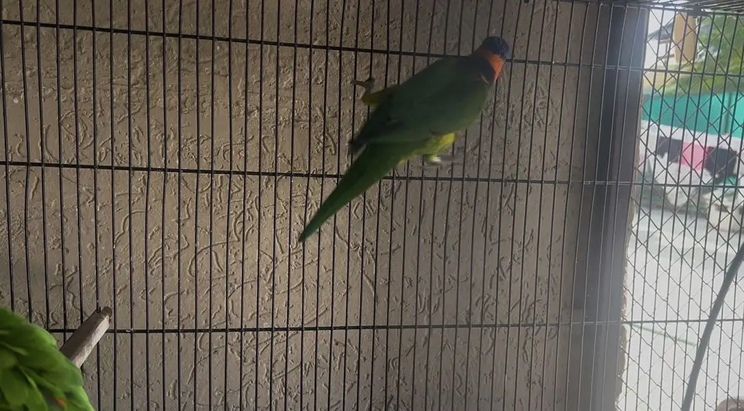 Breeder Setup of Exotic birds in season start — photo 2