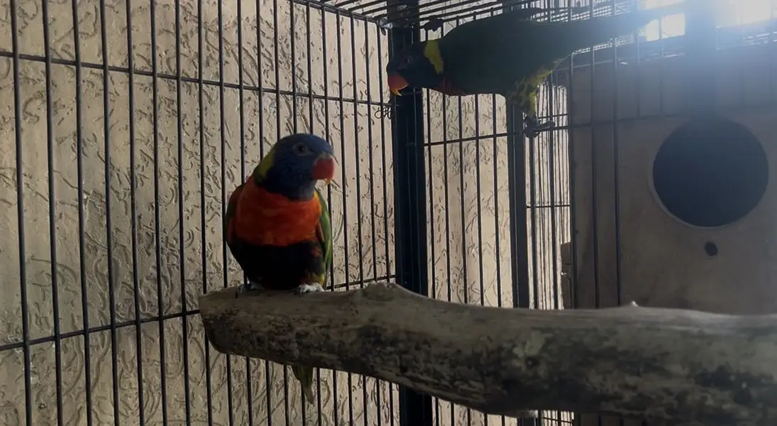 Breeder Setup of Exotic birds in season start — photo 3