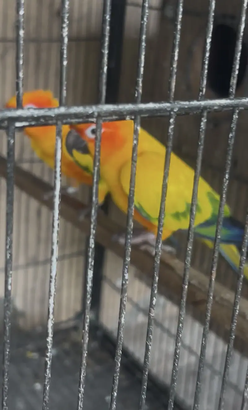 Breeder Setup of Exotic birds in season start — photo 4