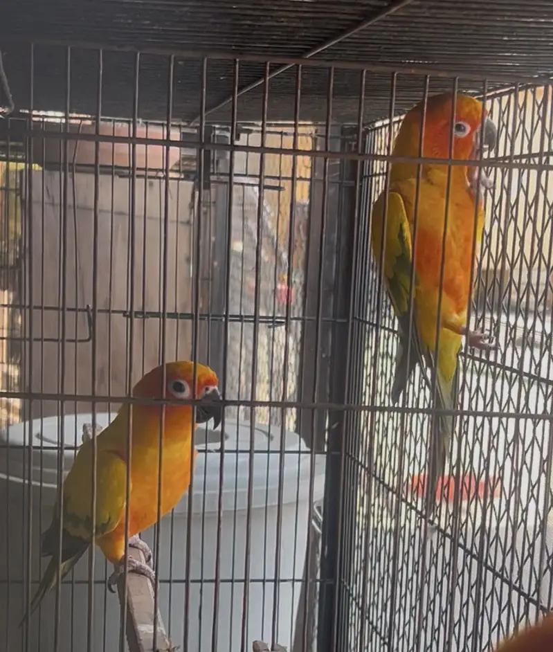 Breeder Setup of Exotic birds in season start — photo 5