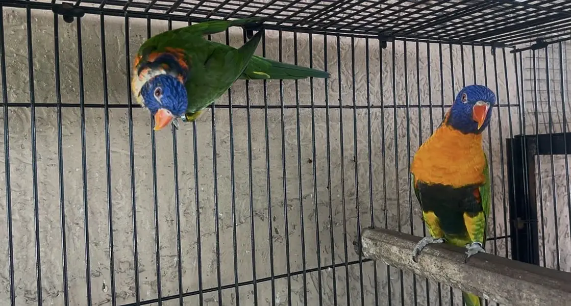 Breeder Setup of Exotic birds in season start — photo 6