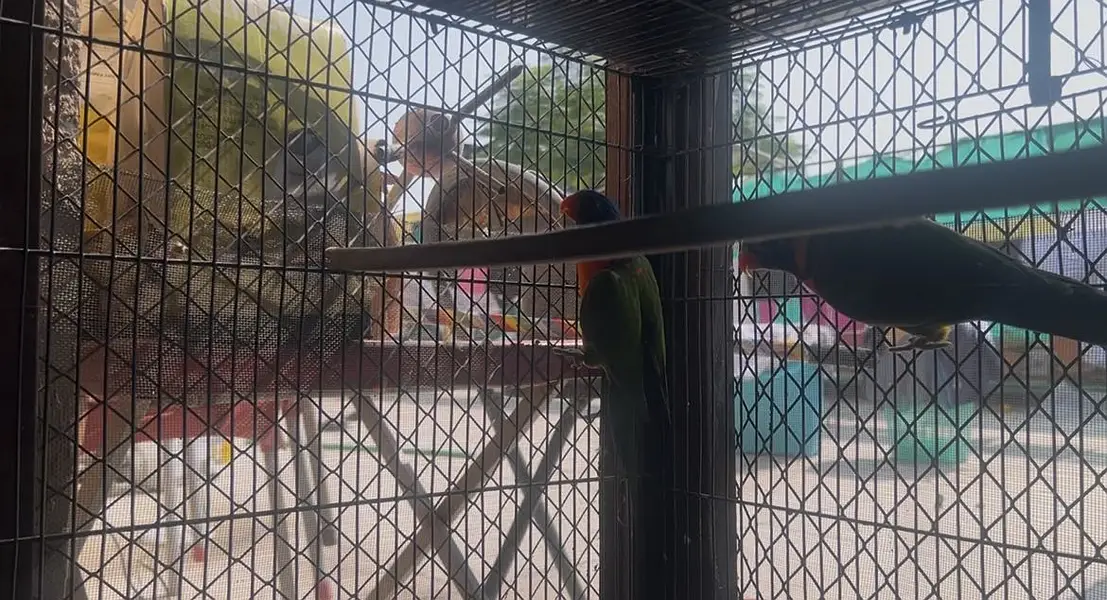Breeder Setup of Exotic birds in season start — photo 7