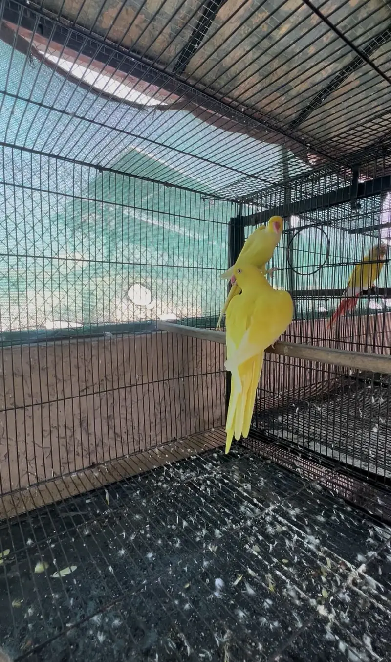 Breeder Setup of Exotic birds in season start — photo 8