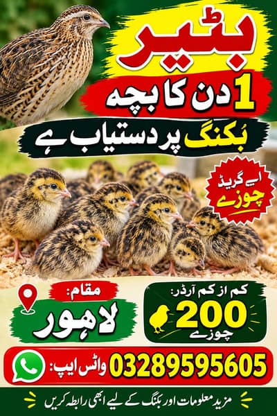 Batair/ batair chicks / batair chuzy / quality bater