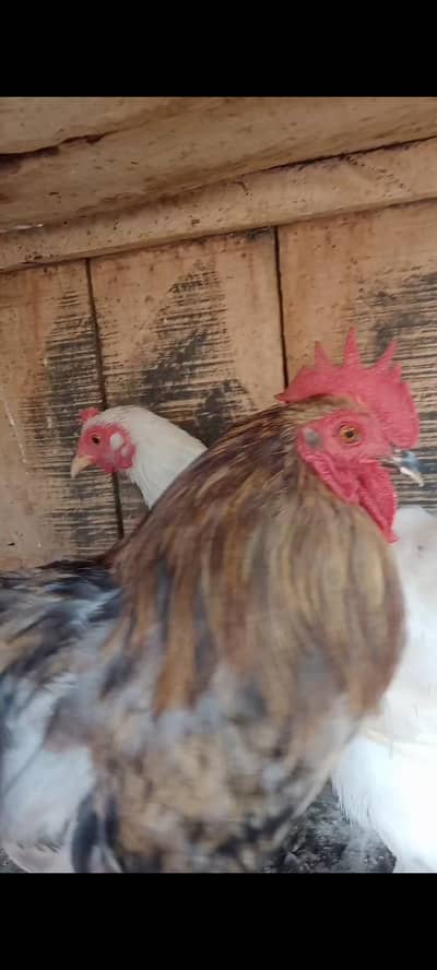 for sale pair and 3 male