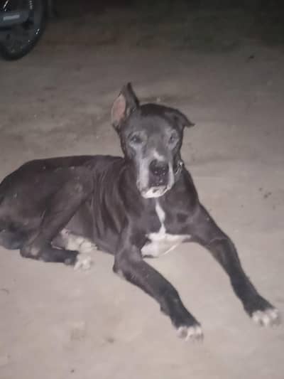 old bully dogs Nagi breed