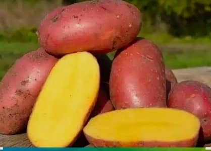 Dona Star patotos seed available for Sale