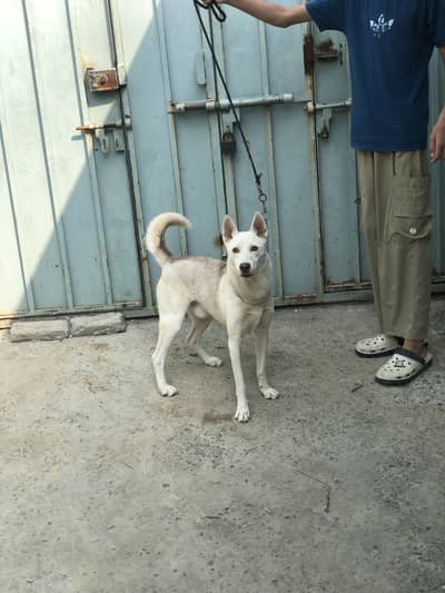 HUSKY AND GERMAN MIX BREED