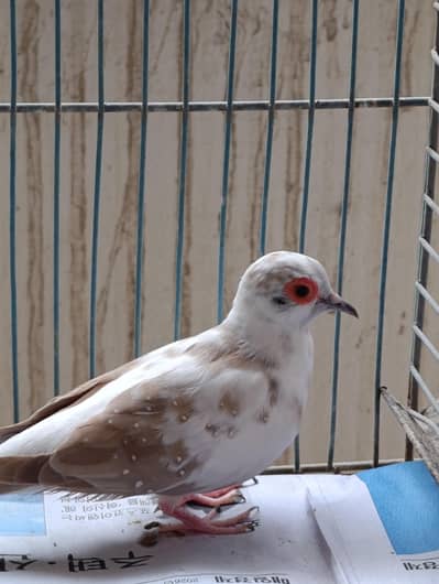 Red pied dove pair 2000