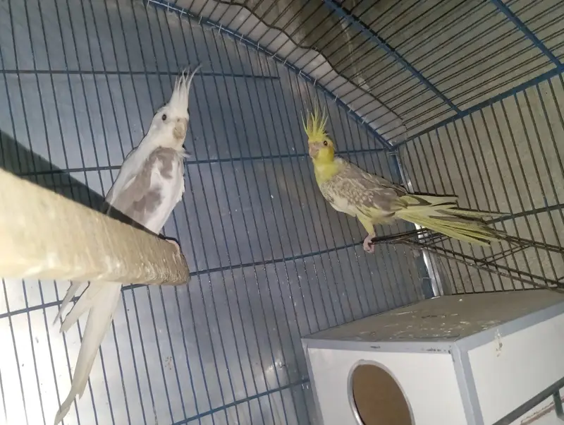 Cockatiel adult breeder pair — photo 2