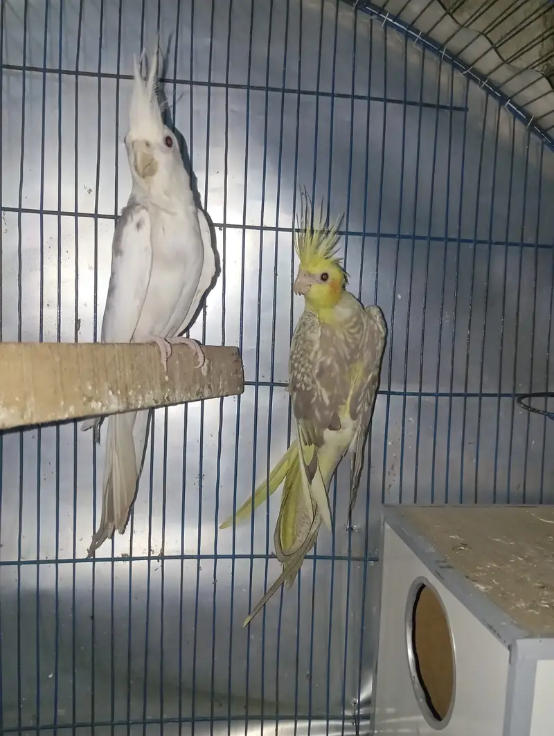 Cockatiel adult breeder pair — photo 3