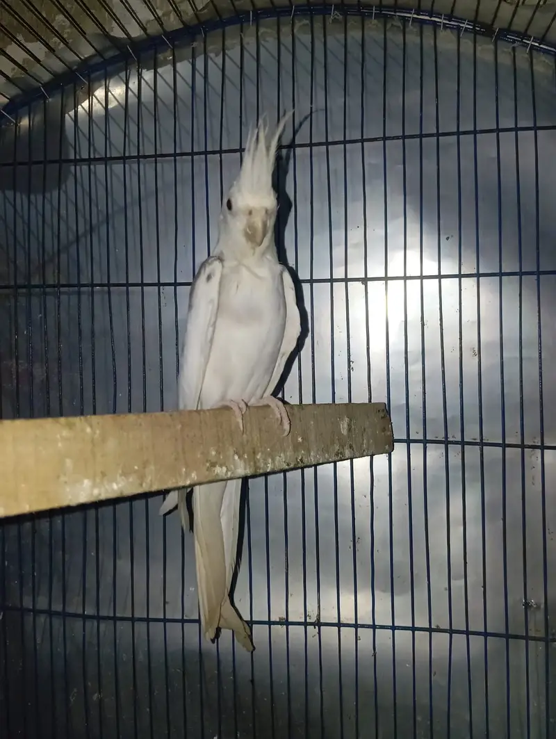 Cockatiel adult breeder pair — photo 4
