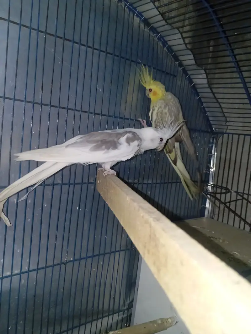 Cockatiel adult breeder pair — photo 5