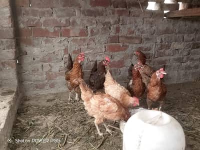 eggs laying hens golden misti
