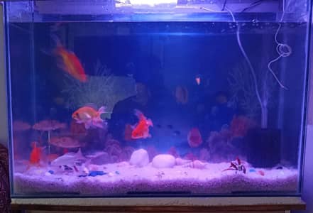 Fish Aqverium sale with fishes