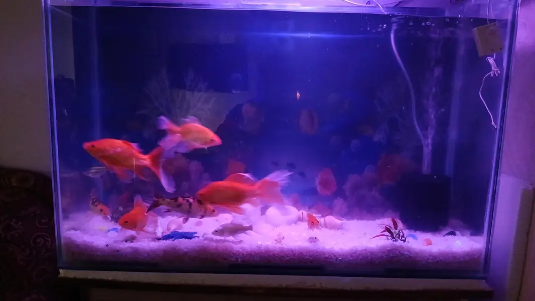 Fish Aqverium sale with fishes — photo 4