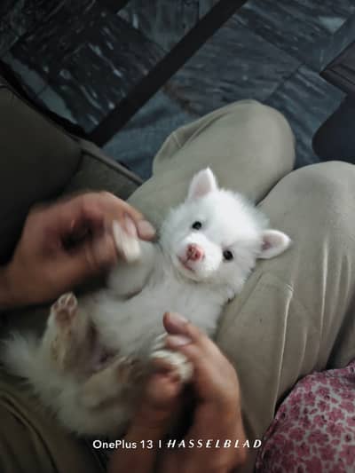 Triple coat Russian Male Puppy