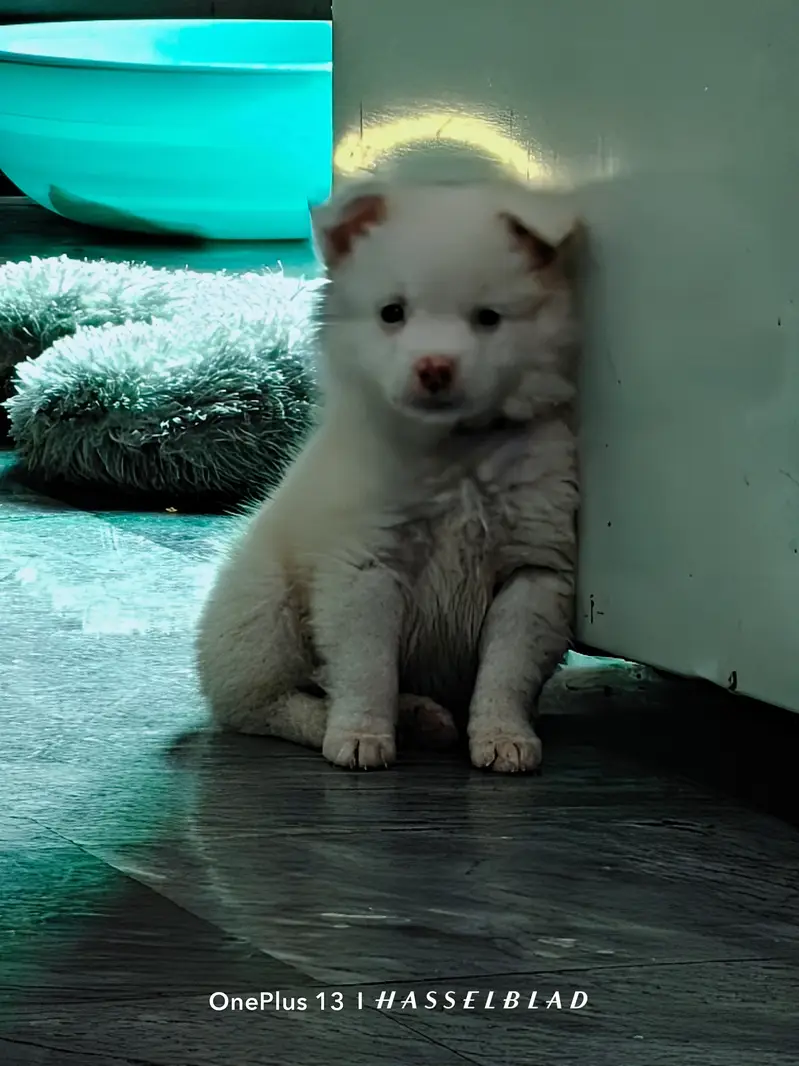 Triple coat Russian Male Puppy — photo 2