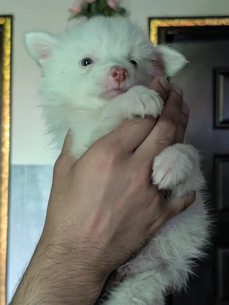 Triple coat Russian Male Puppy — photo 3