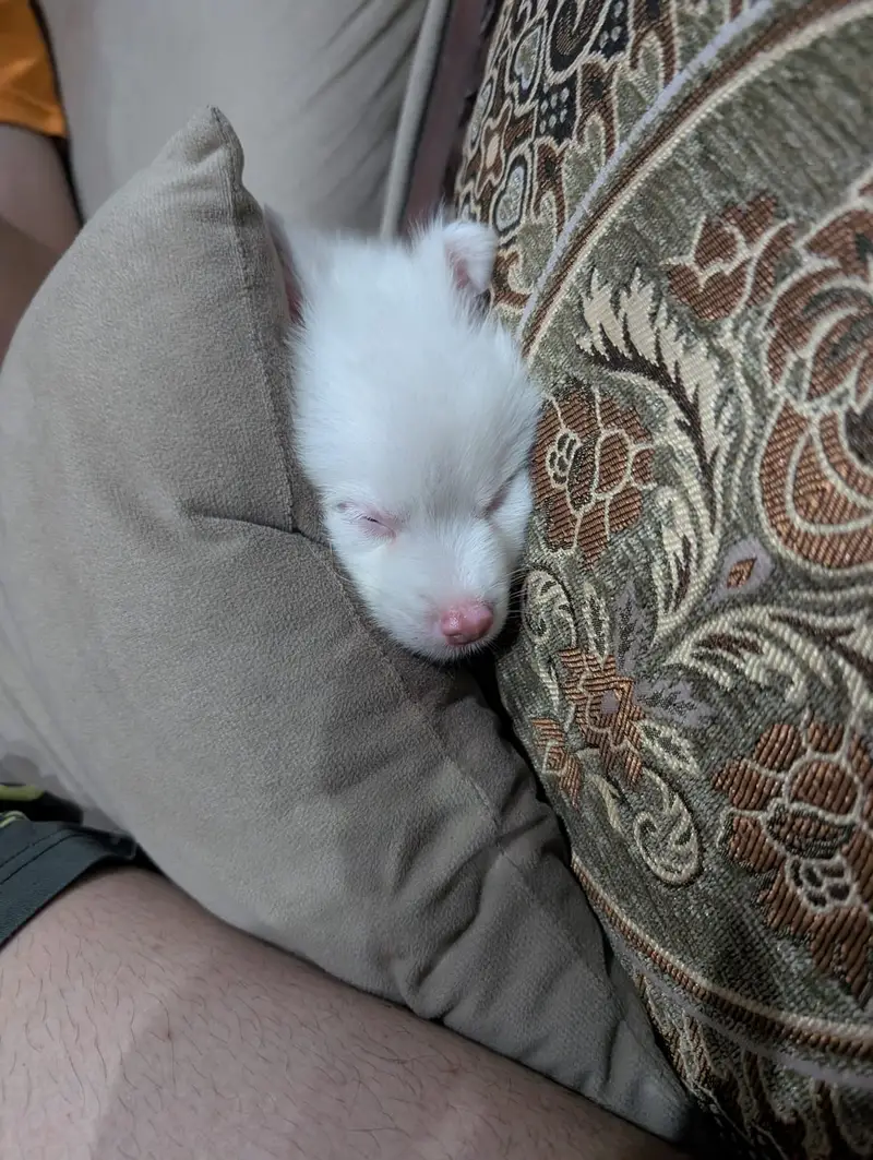 Triple coat Russian Male Puppy — photo 4