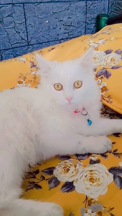 White Persian Female Cat for Sale