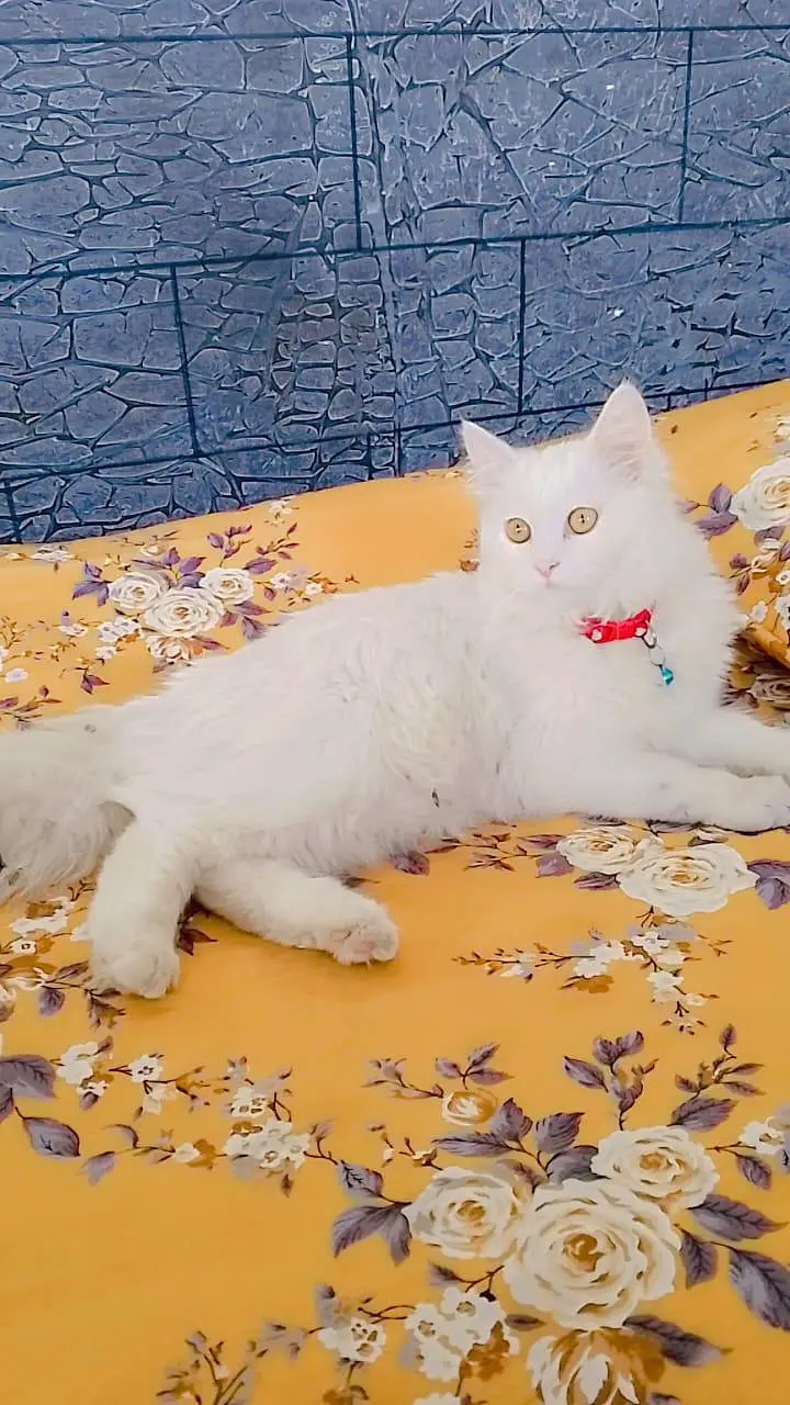 White Persian Female Cat for Sale — photo 2
