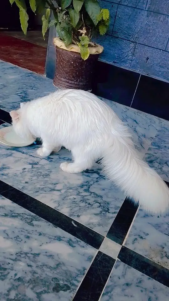 White Persian Female Cat for Sale — photo 3