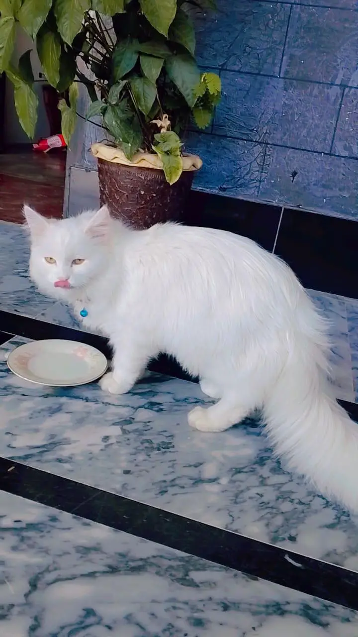 White Persian Female Cat for Sale — photo 4