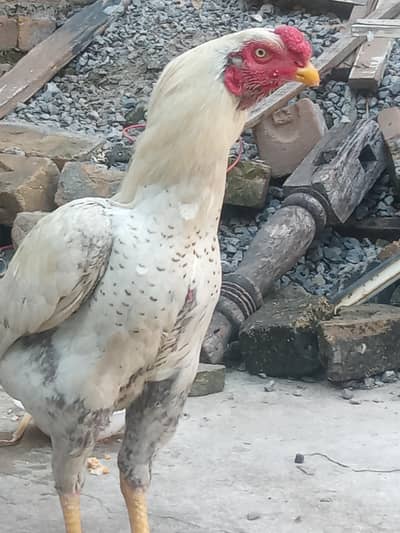 aseel bot zabrdast chize h 0336-5314805