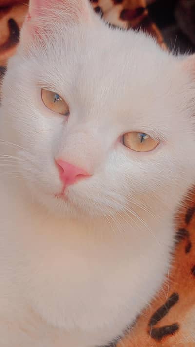 pair of two persian cats