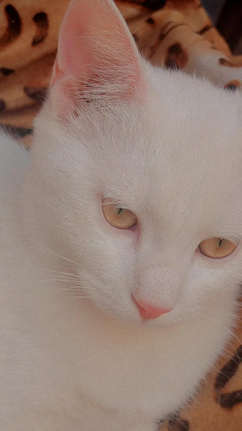 pair of two persian cats — photo 2