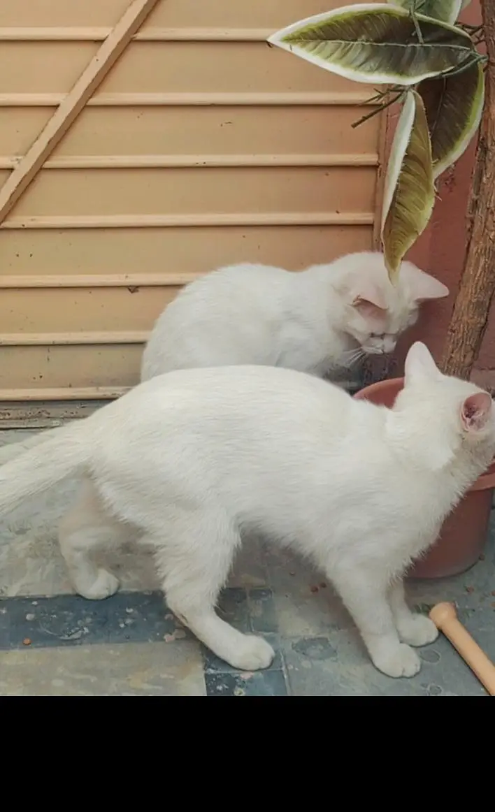 pair of two persian cats — photo 3