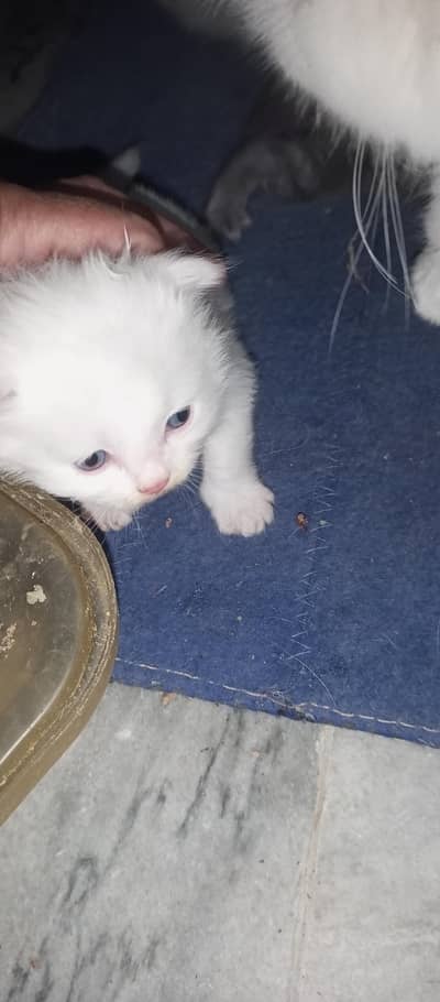 pershean kitten for sale