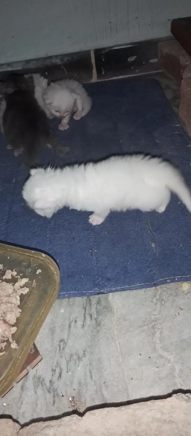 pershean kitten for sale — photo 2