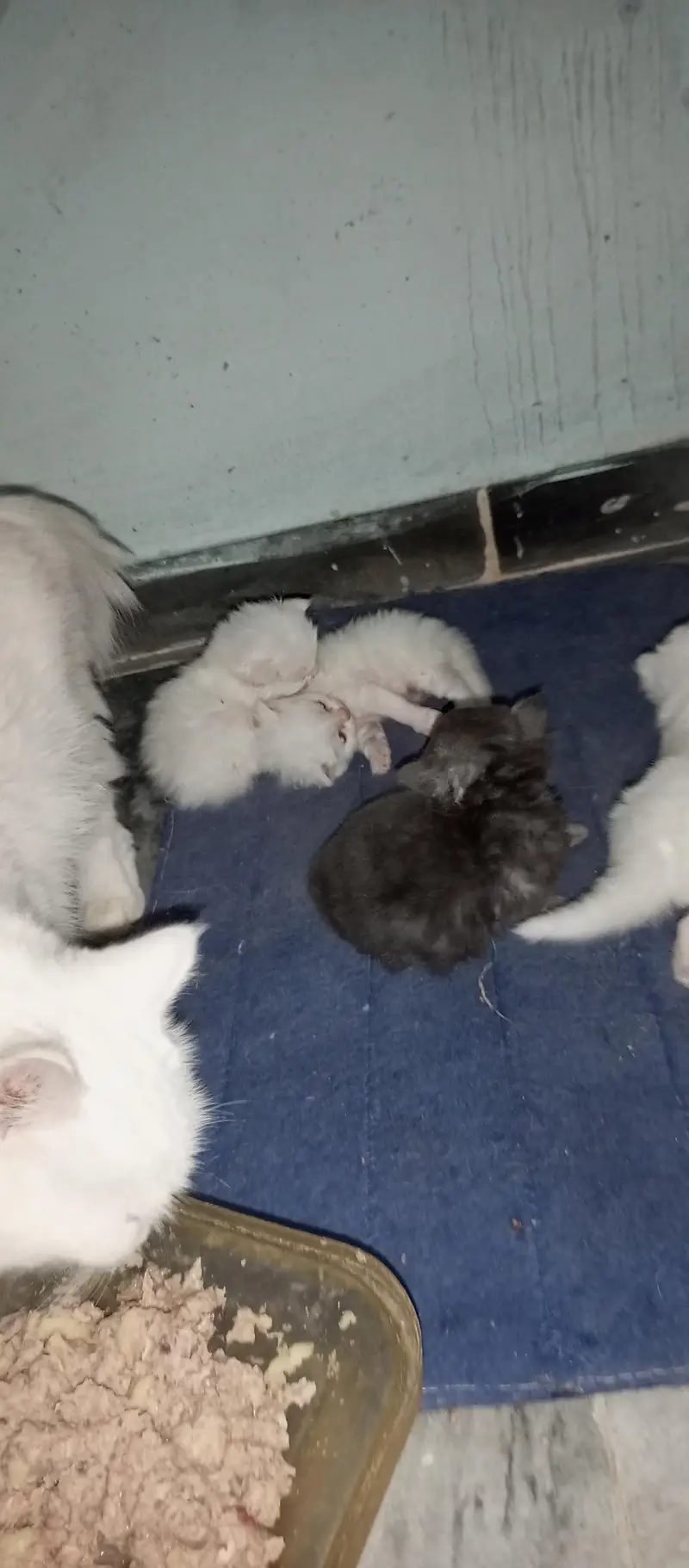pershean kitten for sale — photo 3