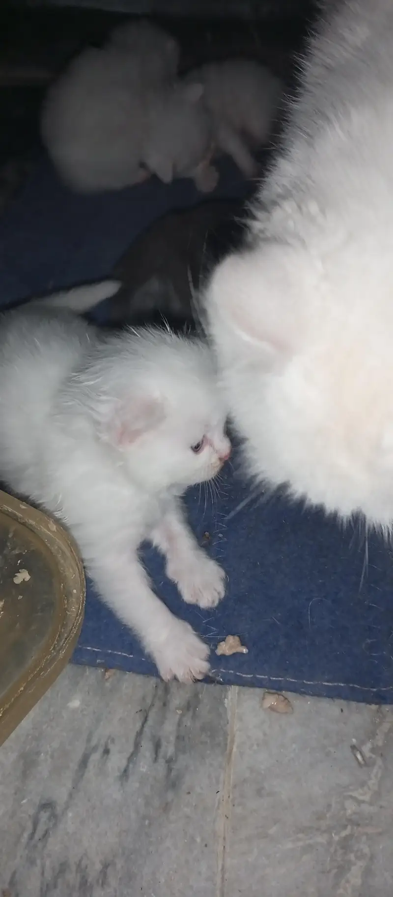 pershean kitten for sale — photo 4