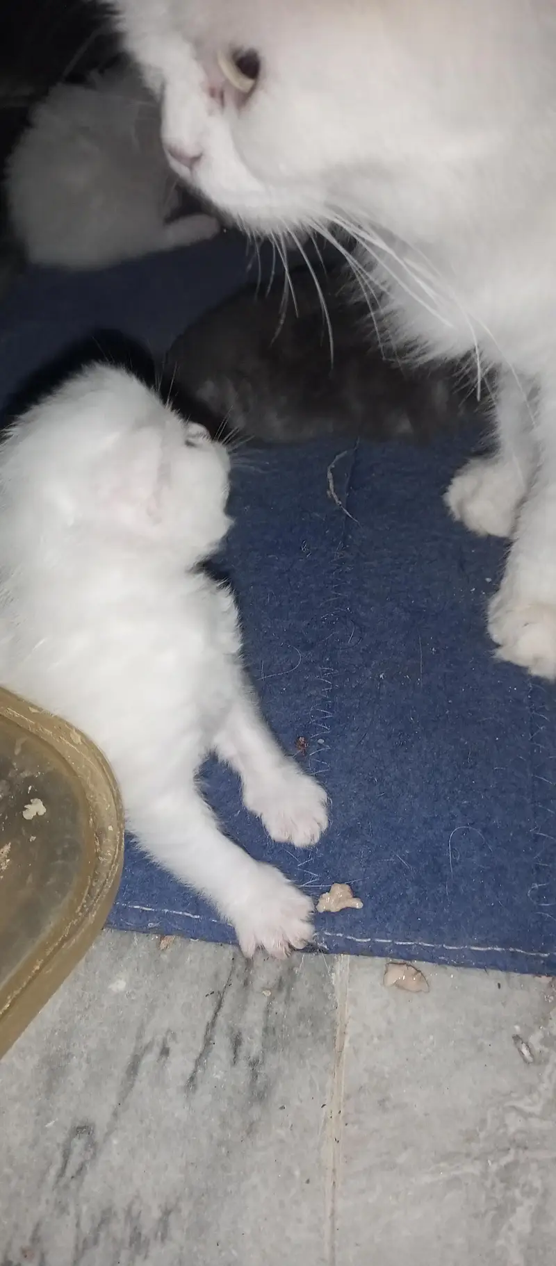 pershean kitten for sale — photo 5