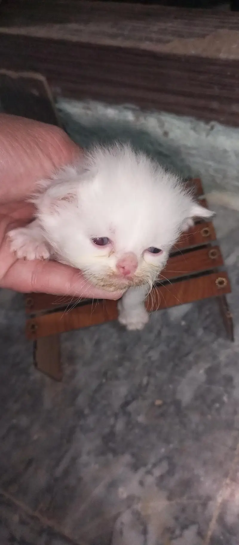 pershean kitten for sale — photo 6