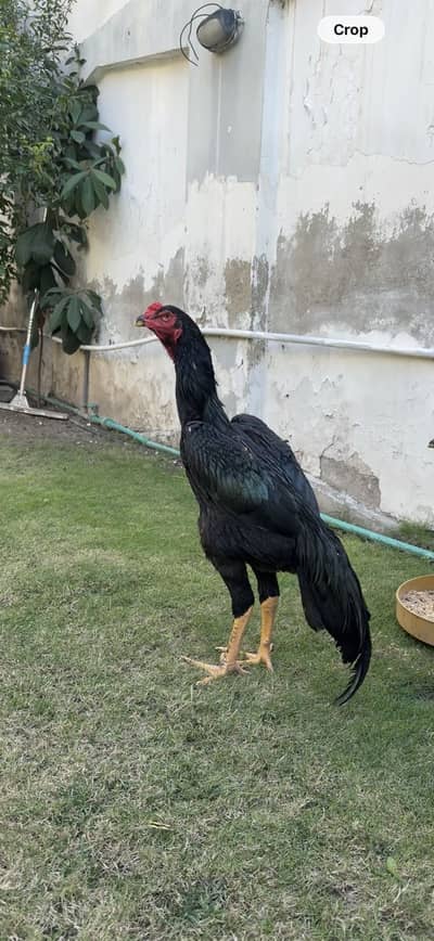 Black Pair – European Shamo Original Imported Bloodline