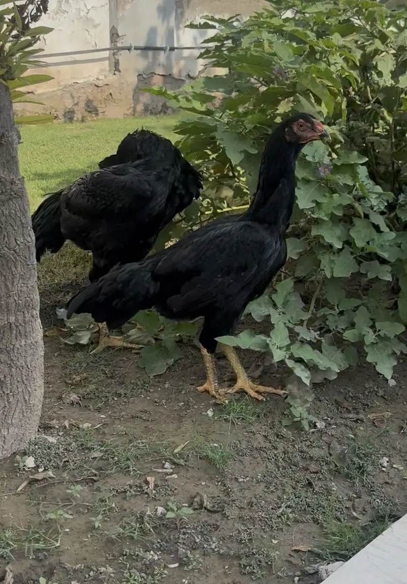 Black Pair – European Shamo Original Imported Bloodline — photo 2