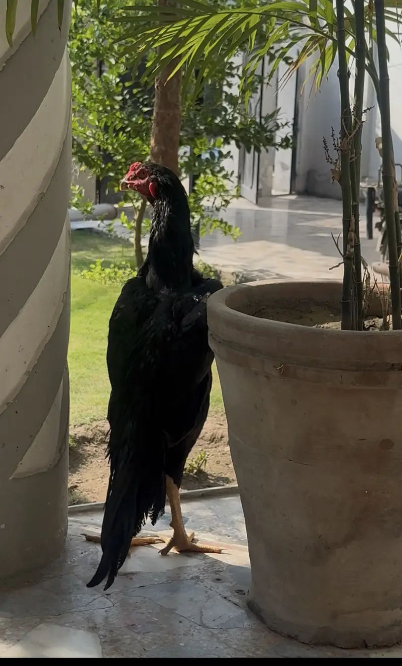 Black Pair – European Shamo Original Imported Bloodline — photo 3