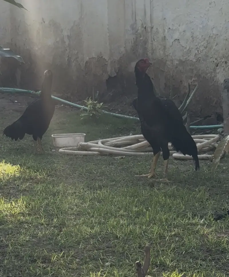 Black Pair – European Shamo Original Imported Bloodline — photo 4