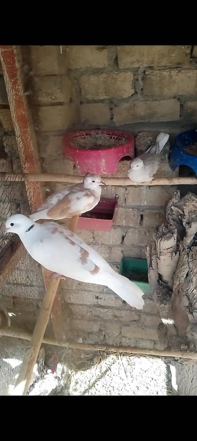doves